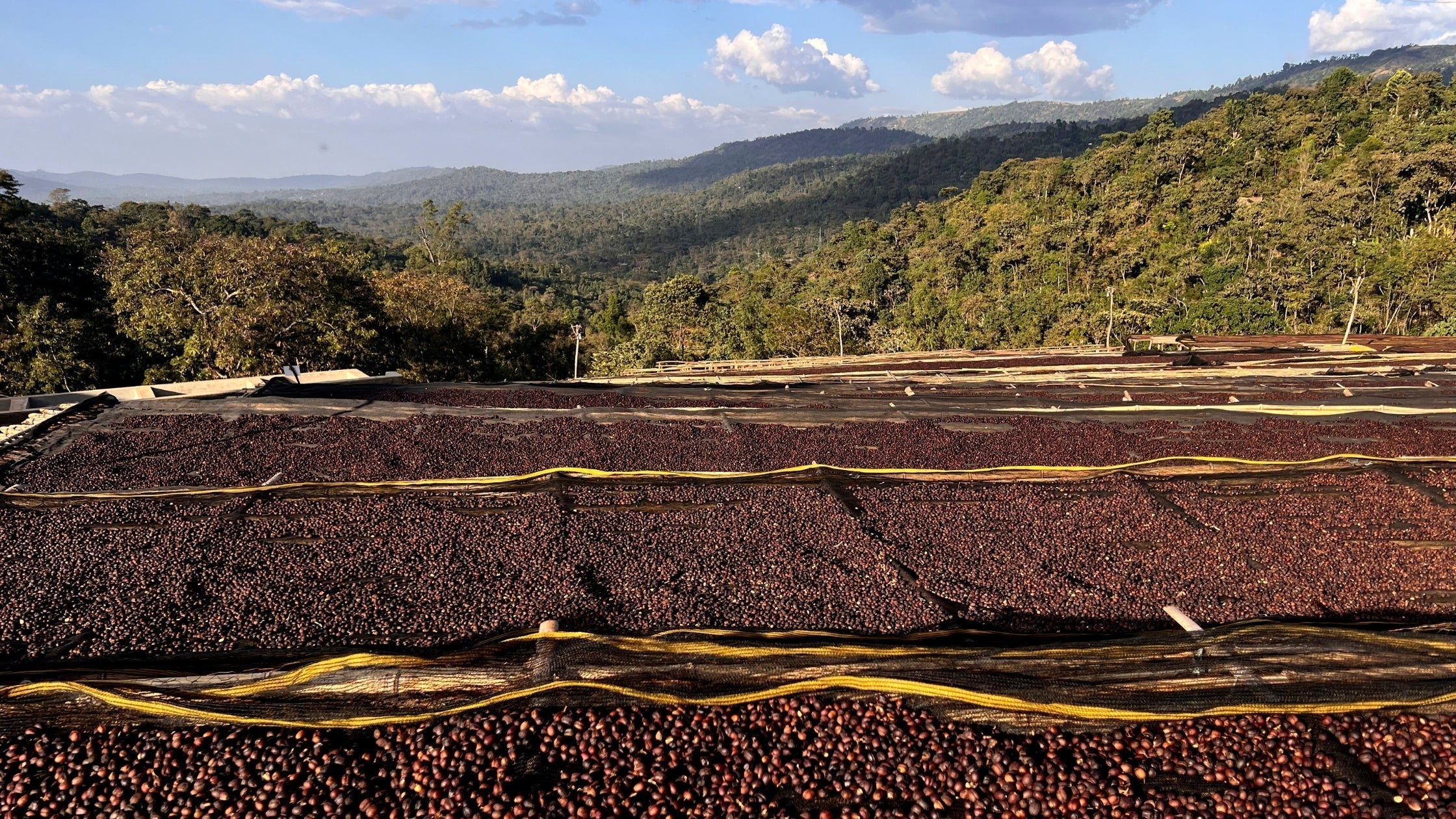 Unveiling the Magic of Single Origin Ethiopian Coffee Beans
