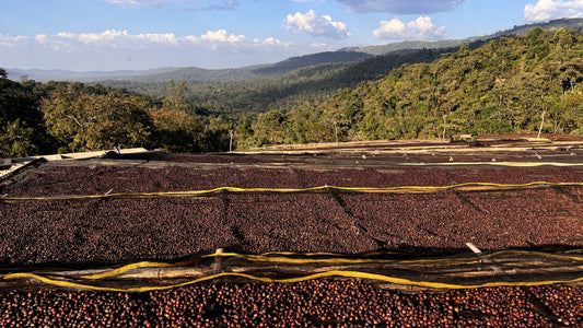 Unveiling the Magic of Single Origin Ethiopian Coffee Beans