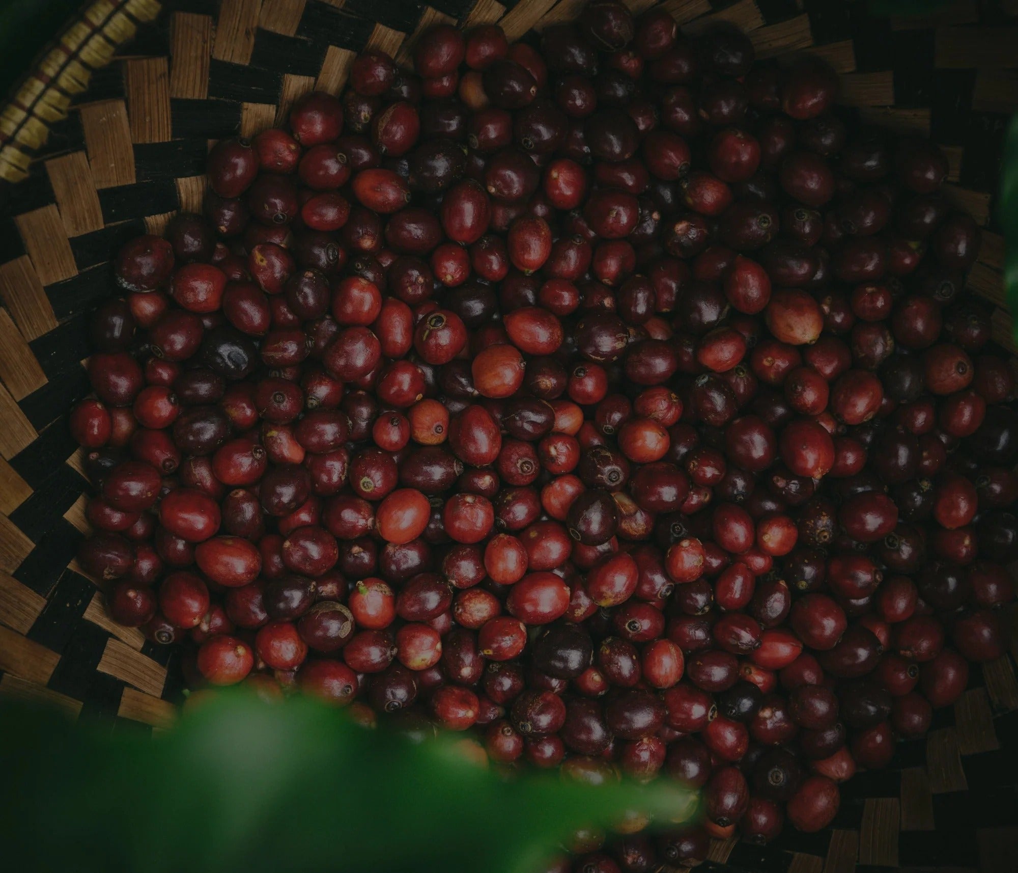 Single Origin (Conspire)